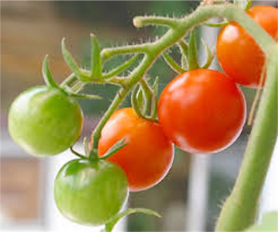 ミニ トマト の 観察 記録